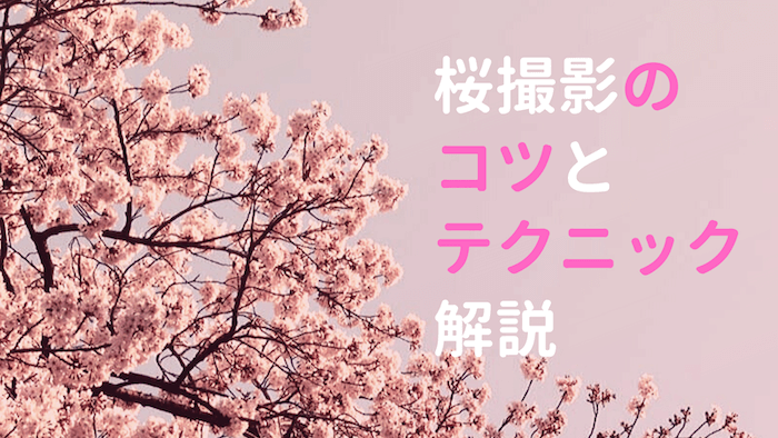 桜撮影のコツとテクニック