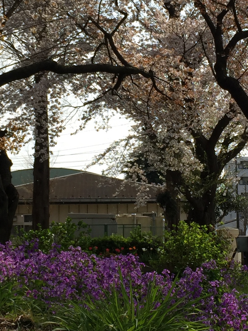 【写真の撮り方】SNSでいいね！がもらえる桜撮影のコツその1